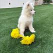 Yuki, Samoyede