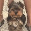 Baloo, Yorkshire Terrier