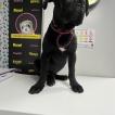 ARGO, Cane Corso