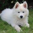 BALTO