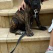 Bruce, Cane Corso