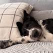 Zero, Border Collie