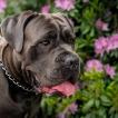 LOBO