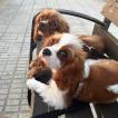 Ceo, Cavalier King Charles