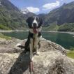Akis, Border Collie