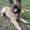 Brownie, Tervuren Belge