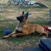 Bucky, Berger Belge