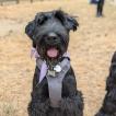 Arnold, Schnauzer Géant