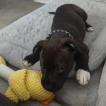 Lilly, Staffordshire Bull Terrier