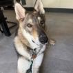 Loki, Perro lobo checoslovaco