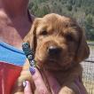 Niko, Golden Retriever