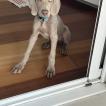 Bob, Weimar Shorthaired Pointer