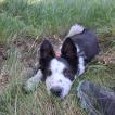 Blue, Border Collie