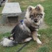 MAÏKO, Eurasier