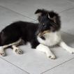 Benji, Pastor-de-shetland
