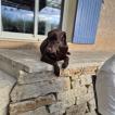 falco, Labrador Retriever