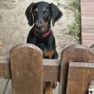 Borna, Dobermann