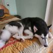 Volk