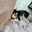 Volk