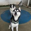 Volk