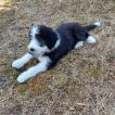BIGUINE, Bearded Collie