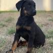 Buffy, Beauceron Beauce Shepherd