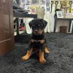 Maia, Rottweiler