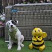 Lola, Bouledogue Americain