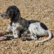 Bart, Setter Anglais