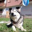 Galan, Malamute