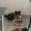 Rayka, Akita Inu