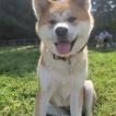 Ahri, Akita Inu