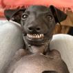 BANZAI, Italian Hound