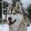 FREYA, Siberian Husky