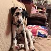 Penny, Dalmatian