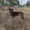 Brina
