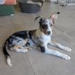 Laska