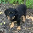 Finn, Rottweiler