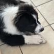 Ziva, Pastor Australiano