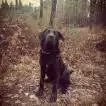 Poids Cane Corso femelle