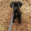 Poids Cane Corso mâle