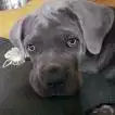 Poids Cane Corso femelle