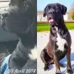 Poids Cane Corso femelle