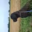 Poids Cane Corso mâle