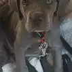 Poids Cane Corso femelle