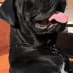 Poids Cane Corso mâle