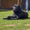 Poids Cane Corso mâle