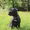 Poids Cane Corso femelle