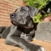 Poids Cane Corso femelle