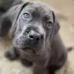 Poids Cane Corso mâle